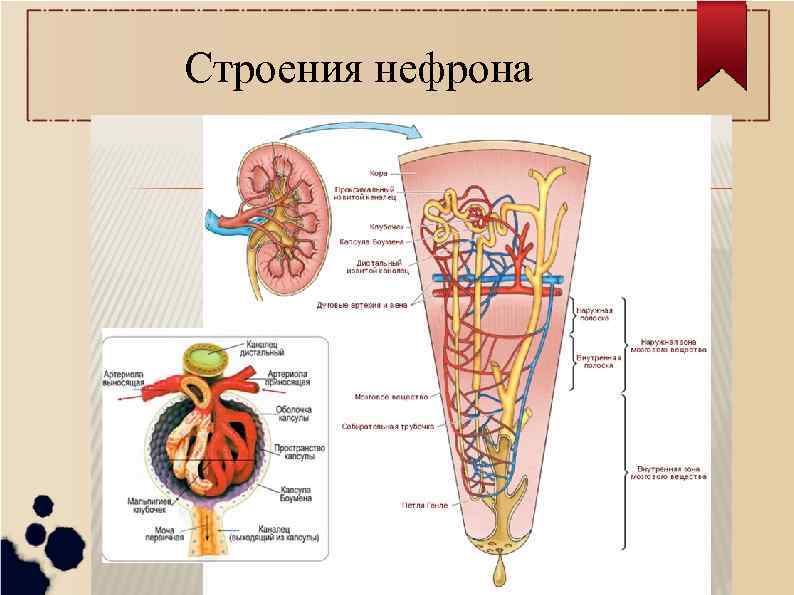 Строения нефрона 