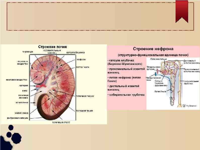 Структуру мозгового вещества почек