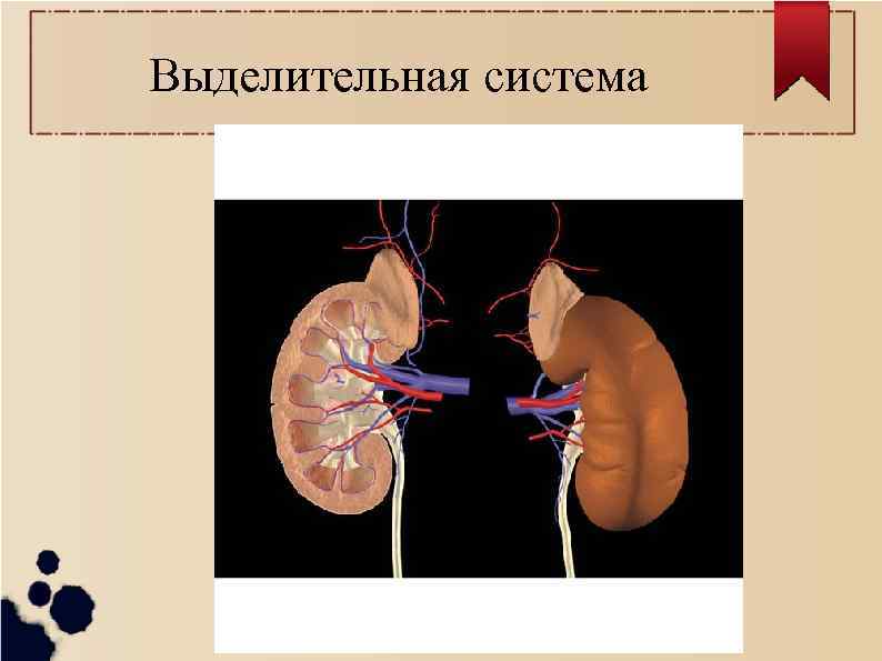 Выделительная система 