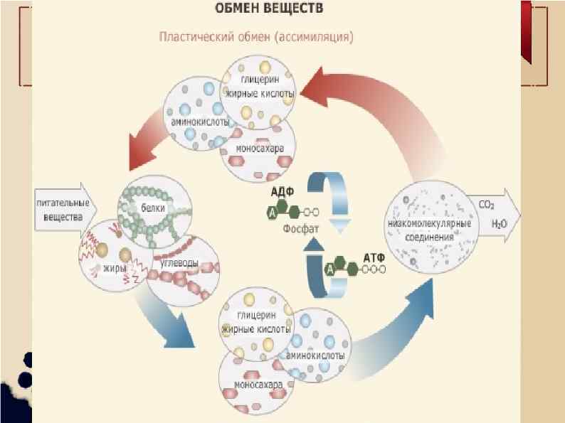 Ассимиляция синтез белка. Схема обмена веществ. Пластический обмен схема. Этапы пластического обмена в биологии. Пластический обмен схема процесса.