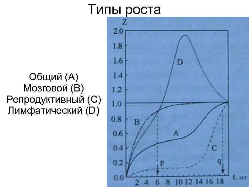 Типы роста. Общий Тип роста. Рост типы роста. Типи росту. Гипердивергентный Тип роста.