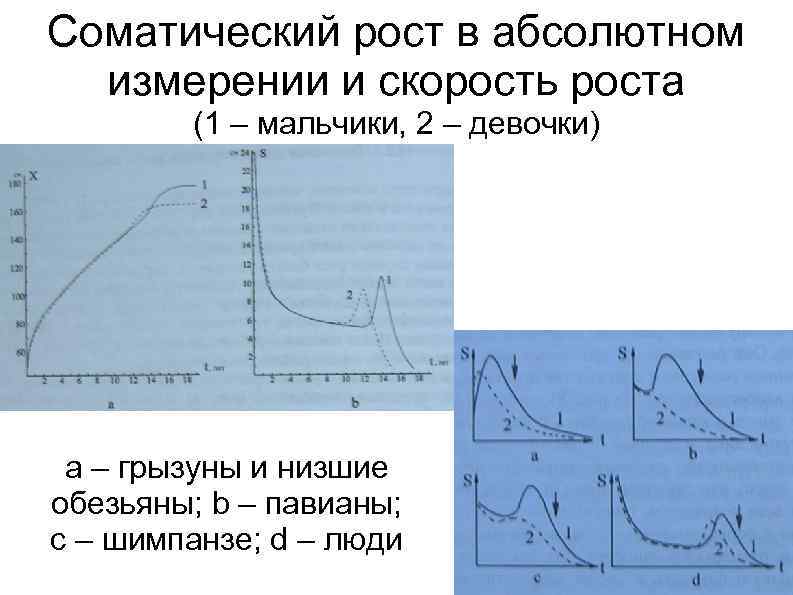 Соматический рост в абсолютном измерении и скорость роста (1 – мальчики, 2 – девочки)