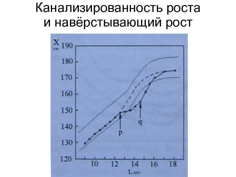 Канализированность роста и навёрстывающий рост 