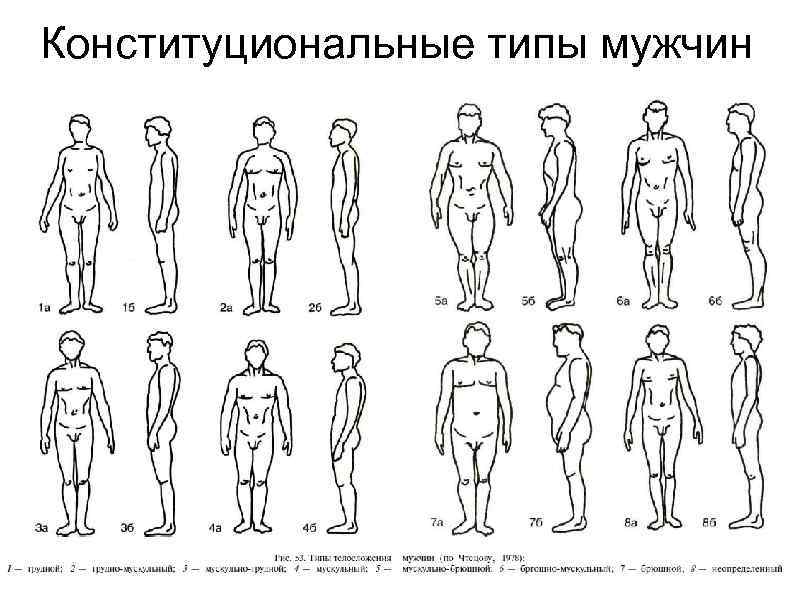 Возможна ли разработка единой конституциональной схемы для детей подростков мужчин и женщин