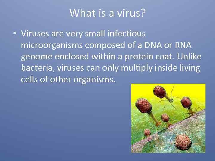 What is a virus? • Viruses are very small infectious microorganisms composed of a