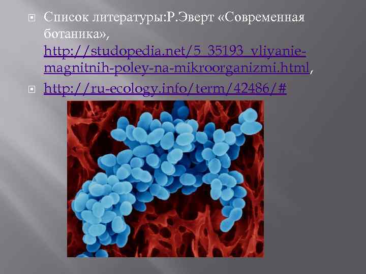  Список литературы: Р. Эверт «Современная ботаника» , http: //studopedia. net/5_35193_vliyaniemagnitnih-poley-na-mikroorganizmi. html, http: //ru-ecology.