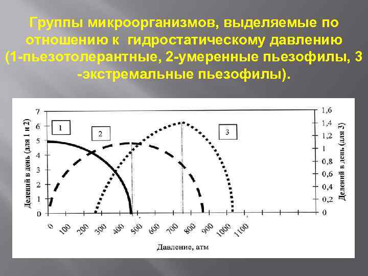 Группы микроорганизмов, выделяемые по отношению к гидростатическому давлению (1 -пьезотолерантные, 2 -умеренные пьезофилы, 3