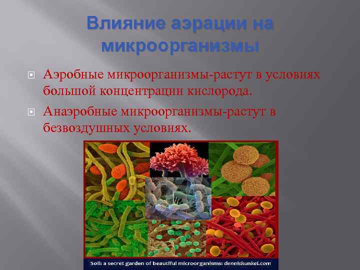 Влияние аэрации на микроорганизмы Аэробные микроорганизмы-растут в условиях большой концентрации кислорода. Анаэробные микроорганизмы-растут в