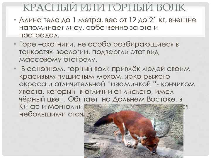 КРАСНЫЙ ИЛИ ГОРНЫЙ ВОЛК • Длина тела до 1 метра, вес от 12 до