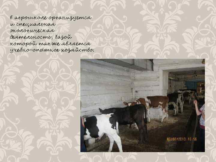 в агрошколе организуется и специальная экологическая деятельность, базой которой также является учебно-опытное хозяйство. 