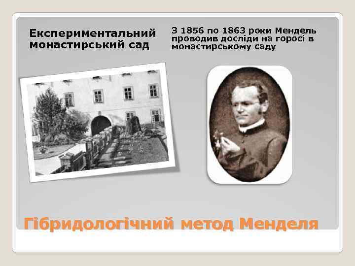 Експериментальний монастирський сад З 1856 по 1863 роки Мендель проводив досліди на горосі в