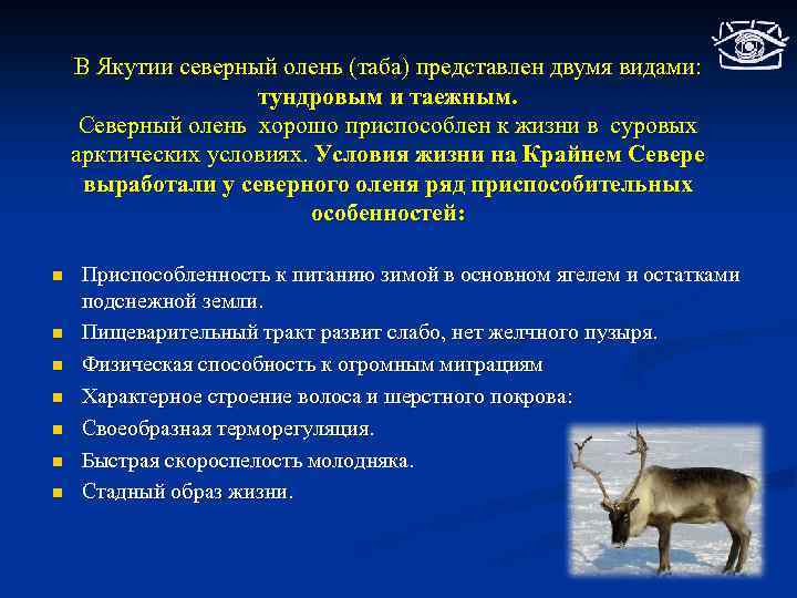 В Якутии северный олень (таба) представлен двумя видами: тундровым и таежным. Северный олень хорошо