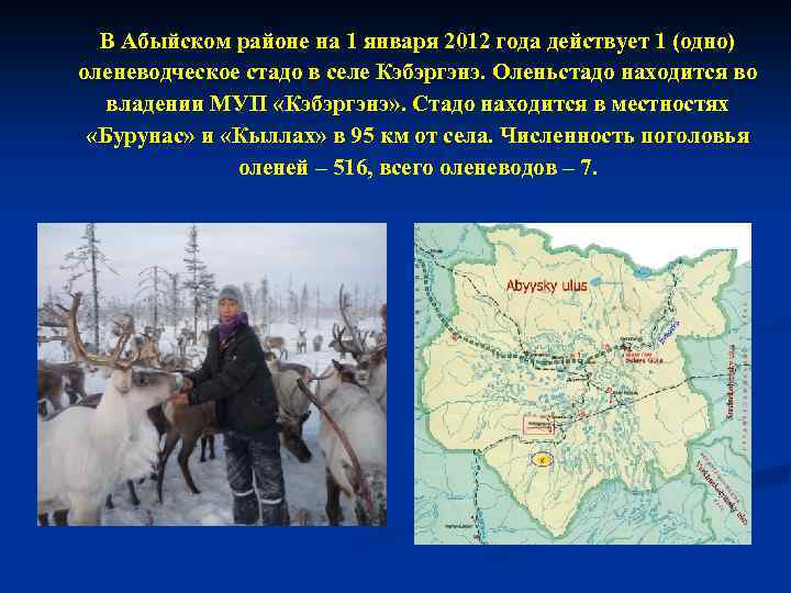 В Абыйском районе на 1 января 2012 года действует 1 (одно) оленеводческое стадо в