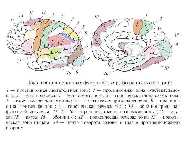 Функциональные зоны мозга. Корковые ядра анализаторов головного мозга. Схема корковых центров анализаторов коры. Локализация основных функций в коре головного мозга. Локализация ядер анализаторов в коре головного мозга.