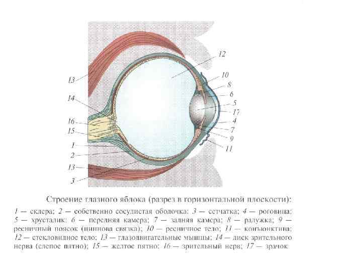 Глазное яблоко строение