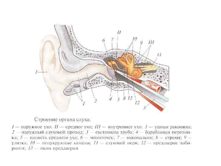Кость ушной раковины. Наружное ухо строение его части. Строение уха человека схема с описанием. Строение ушной раковины. Строение уха человека схема с описанием внутреннее и наружное.