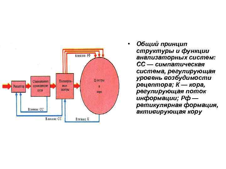  • Общий принцип структуры и функции анализаторных систем: СС — симпатическая система, регулирующая
