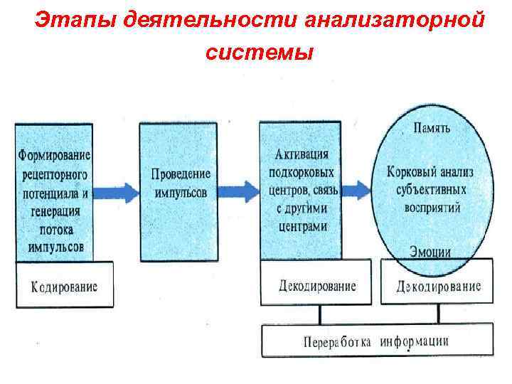 Общий план строения и значение анализатора таблица