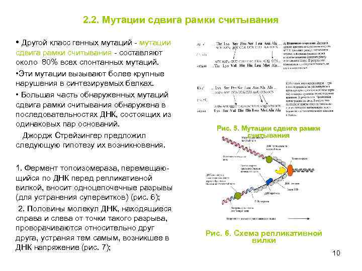 2. 2. Мутации сдвига рамки считывания • Другой класс генных мутаций - мутации сдвига