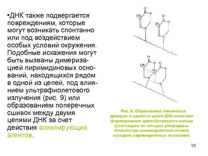  • ДНК также подвергается повреждениям, которые могут возникать спонтанно или под воздействием особых