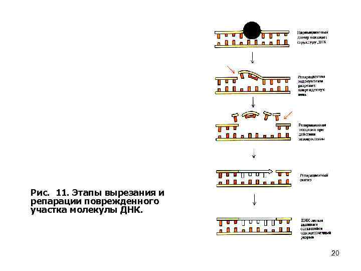 Рис. 11. Этапы вырезания и репарации поврежденного участка молекулы ДНК. 20 