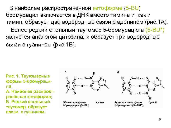 Гуанин и цитозин водородные связи. 5 Бромурацил. 5 Бромурацил мутация. 1.Схему действия 5-бромурацила на ДНК. Замена гуанина на цитозин в молекуле ДНК пример мутации.