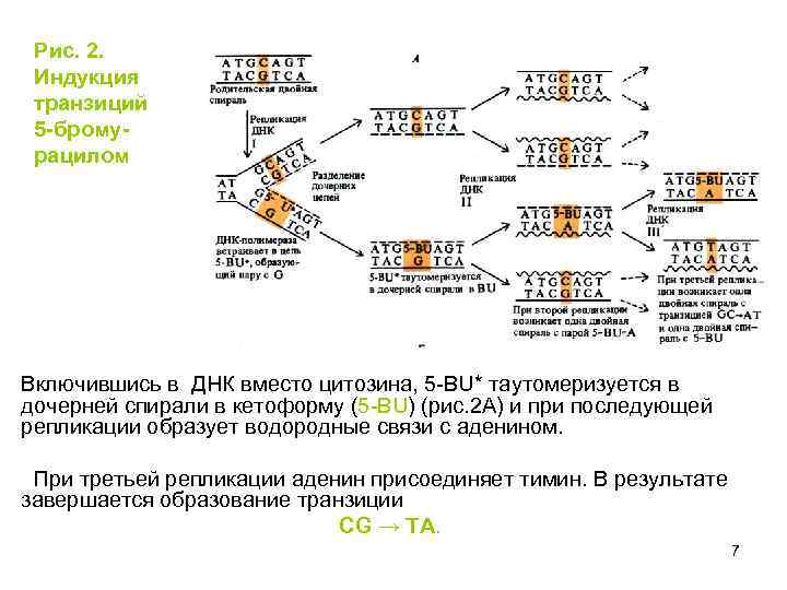 Рис. 2. Индукция транзиций 5 -бромурацилом Включившись в ДНК вместо цитозина, 5 -BU* таутомеризуется