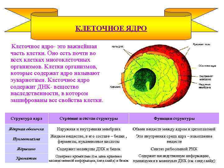 КЛЕТОЧНОЕ ЯДРО Клеточное ядро- это важнейшая часть клетки. Оно есть почти во всех клетках