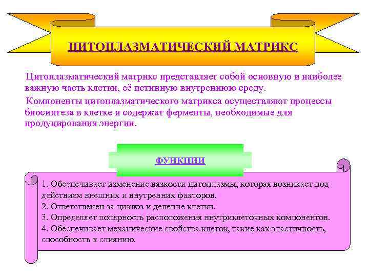 ЦИТОПЛАЗМАТИЧЕСКИЙ МАТРИКС Цитоплазматический матрикс представляет собой основную и наиболее важную часть клетки, её истинную
