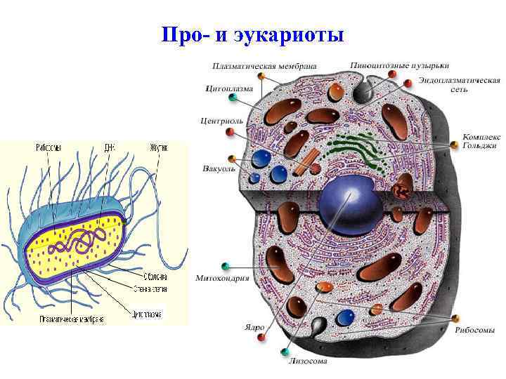Про- и эукариоты 