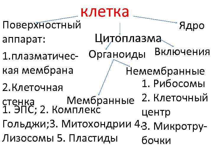 клетка Поверхностный Ядро Цитоплазма аппарат: Органоиды Включения 1. плазматическая мембрана Немембранные 1. Рибосомы 2.