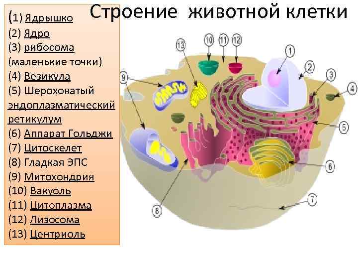 Ядро животной клетки