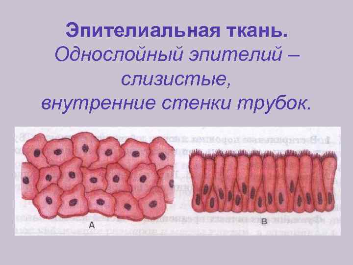 Эпителиальная ткань. Однослойный эпителий – слизистые, внутренние стенки трубок. 