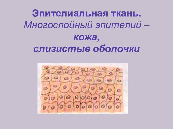 Эпителиальная ткань. Многослойный эпителий – кожа, слизистые оболочки 