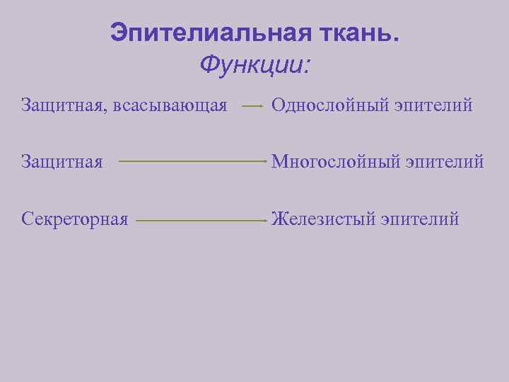 Эпителиальная ткань. Функции: Защитная, всасывающая Однослойный эпителий Защитная Многослойный эпителий Секреторная Железистый эпителий 