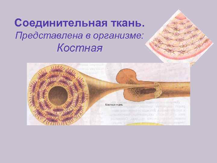 Соединительная ткань. Представлена в организме: Костная 