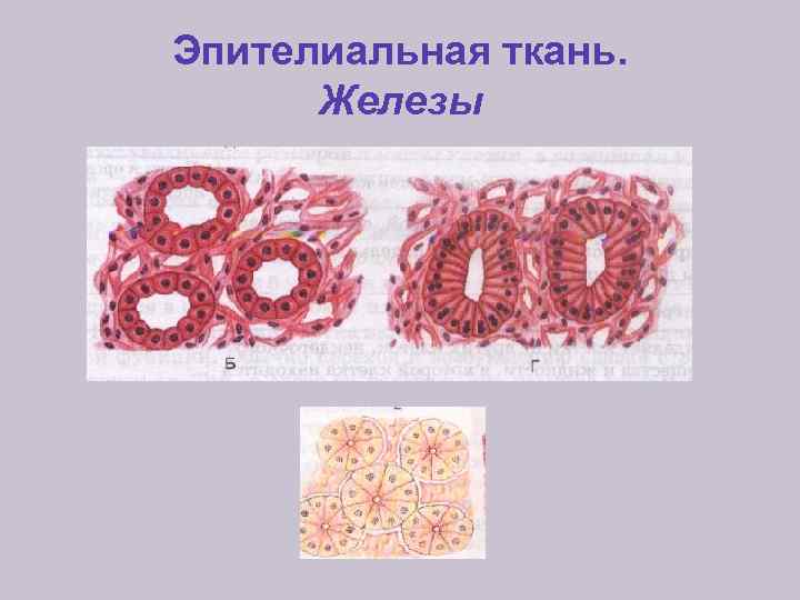 Эпителиальная ткань. Железы 