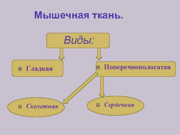 Мышечная ткань. Виды: Гладкая Поперечнополосатая Скелетная Сердечная 