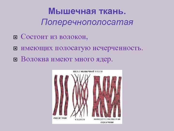 Мышечная ткань. Поперечнополосатая Состоит из волокон, имеющих полосатую исчерченность. Волокна имеют много ядер. 