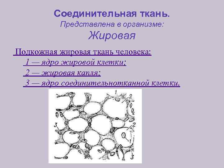 Соединительная ткань. Представлена в организме: Жировая Подкожная жировая ткань человека: 1 — ядро жировой