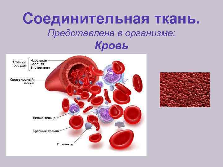 Соединительная ткань. Представлена в организме: Кровь 