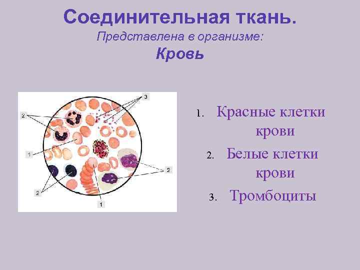 Клетки крови фото с названиями