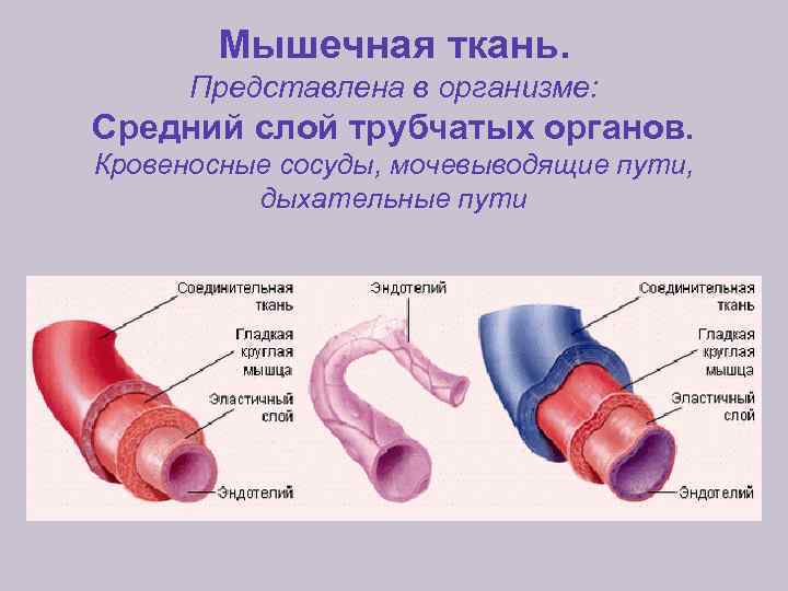 Мышечная ткань. Представлена в организме: Средний слой трубчатых органов. Кровеносные сосуды, мочевыводящие пути, дыхательные