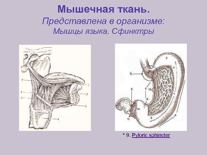 Мышечная ткань. Представлена в организме: Мышцы языка. Сфинктры * 9. Pyloric sphincter 