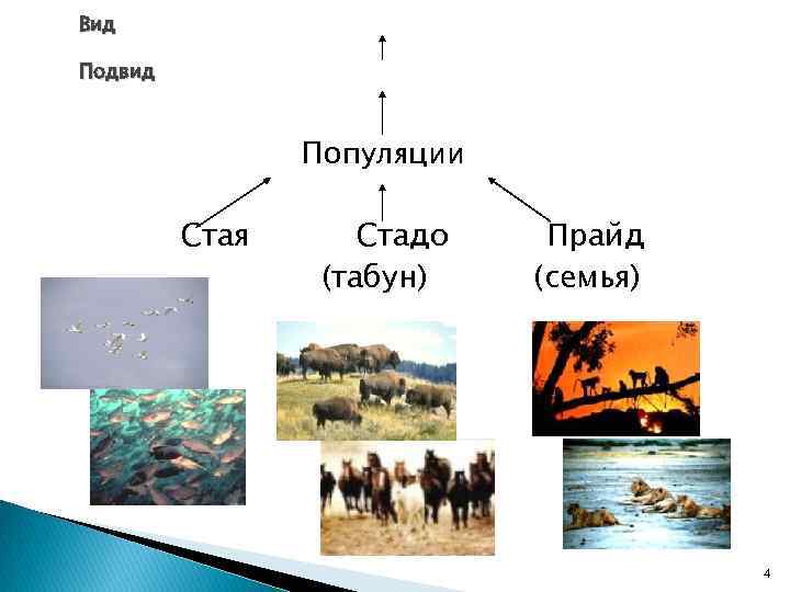 Вид Подвид Популяции Стая Стадо (табун) Прайд (семья) 4 
