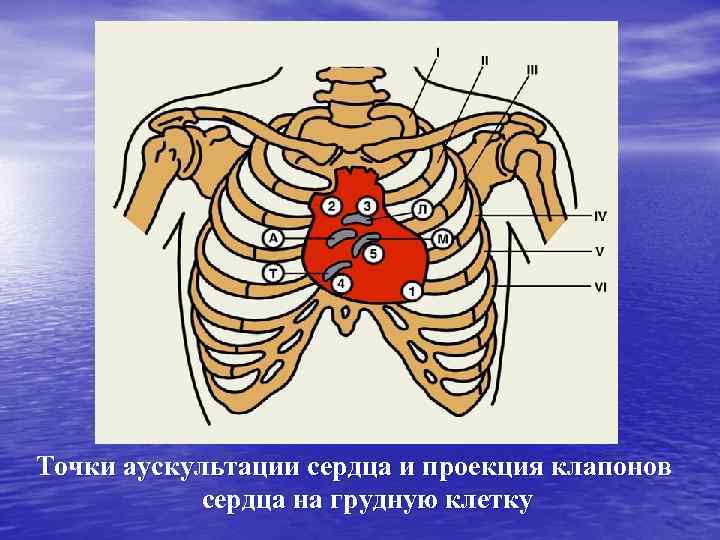 Точки аускультации сердца и проекция клапонов сердца на грудную клетку 