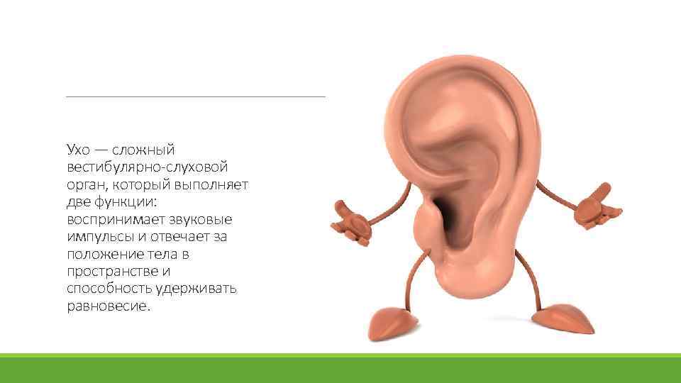 Ухо — сложный вестибулярно-слуховой орган, который выполняет две функции: воспринимает звуковые импульсы и отвечает