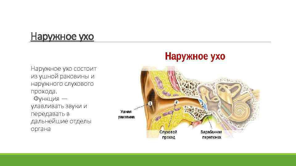 Орган слуха состоит из наружного. Наружное ухо состоит из. Наруюнле ухо состоит из. Строение наружного уха. Наружное ухо состоит из слуховой трубы и ушной раковины.