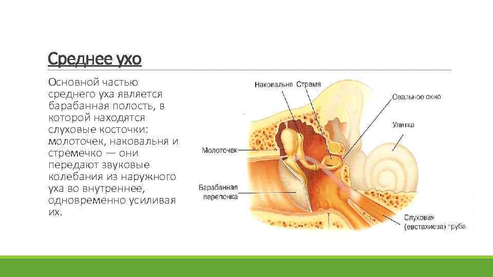 Среднее ухо Основной частью среднего уха является барабанная полость, в которой находятся слуховые косточки: