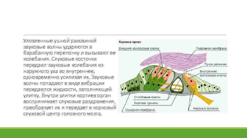 Уловленные ушной раковиной звуковые волны ударяются в барабанную перепонку и вызывают ее колебания. Слуховые